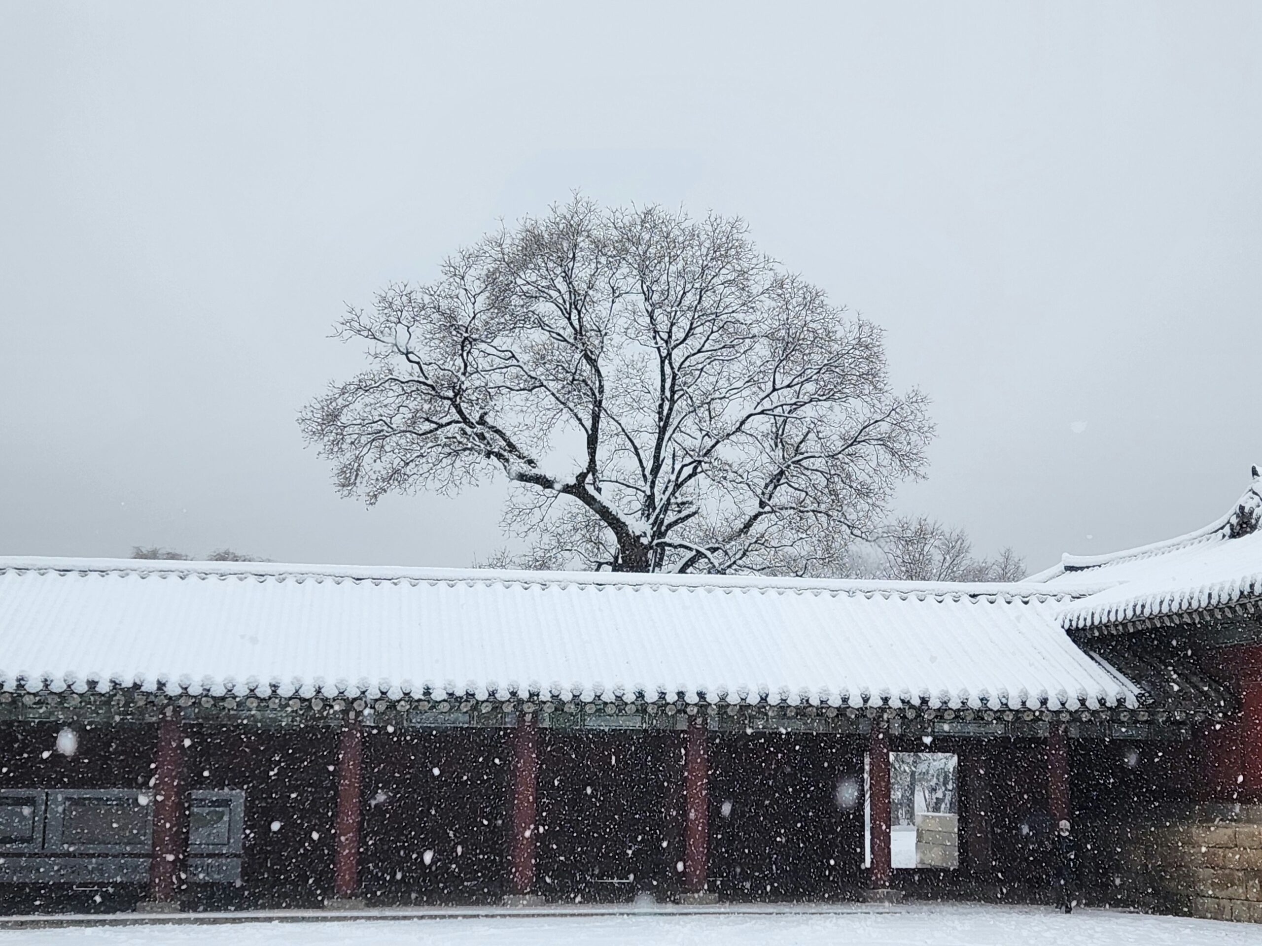 冬季昌德宮雪景